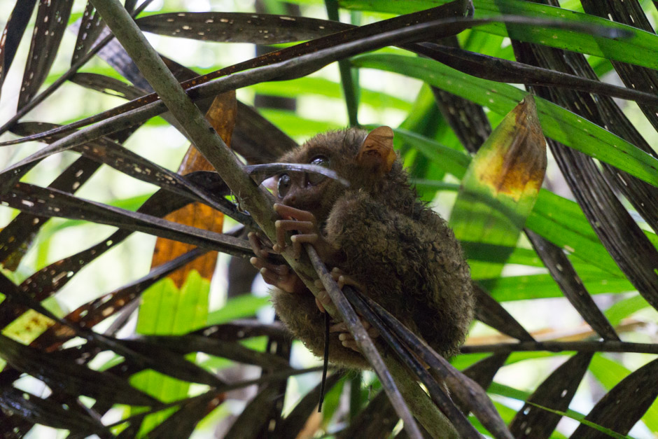 Tarsier - diese niedlichen nicht-Äffchen