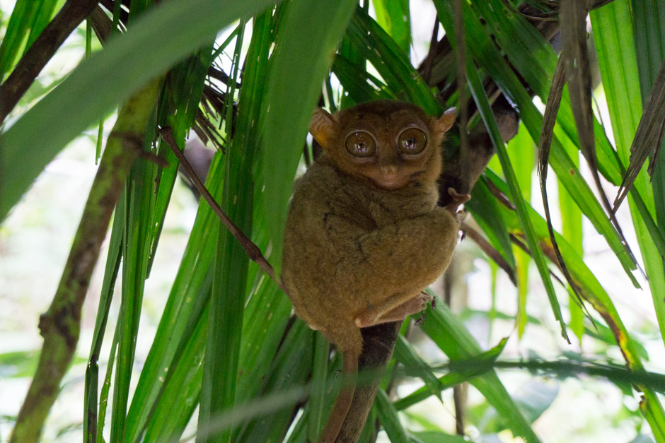 tarsier auf Bohol