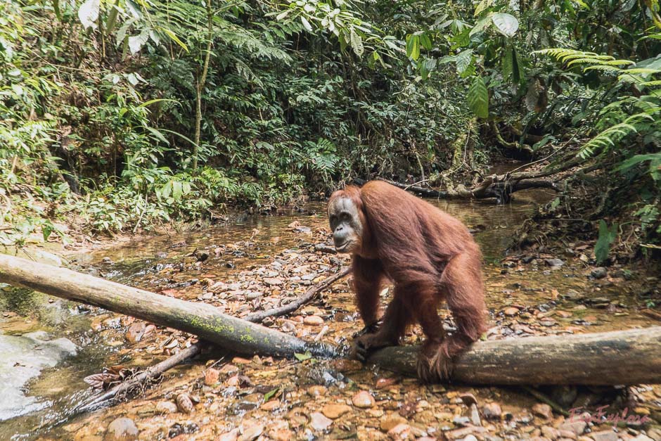 So nah kommt man Orang Utans sonst nicht