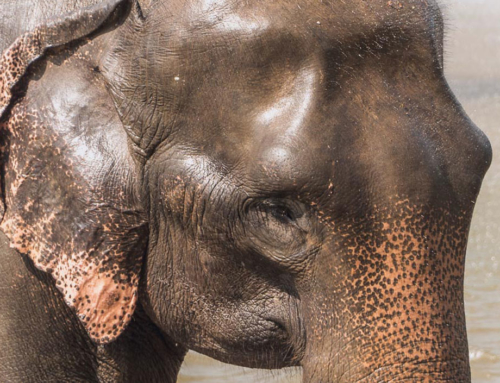 Elefantenwaisenhaus von Pinnawala – hier leiden Elefanten