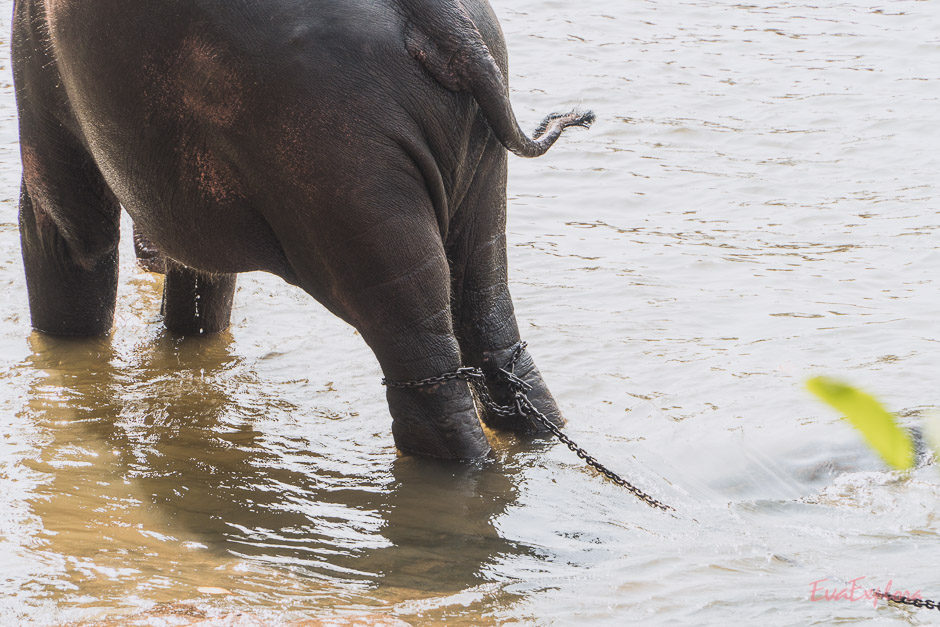 schlechte Erfahrung im Elefantenwaisenhaus Pinnawala
