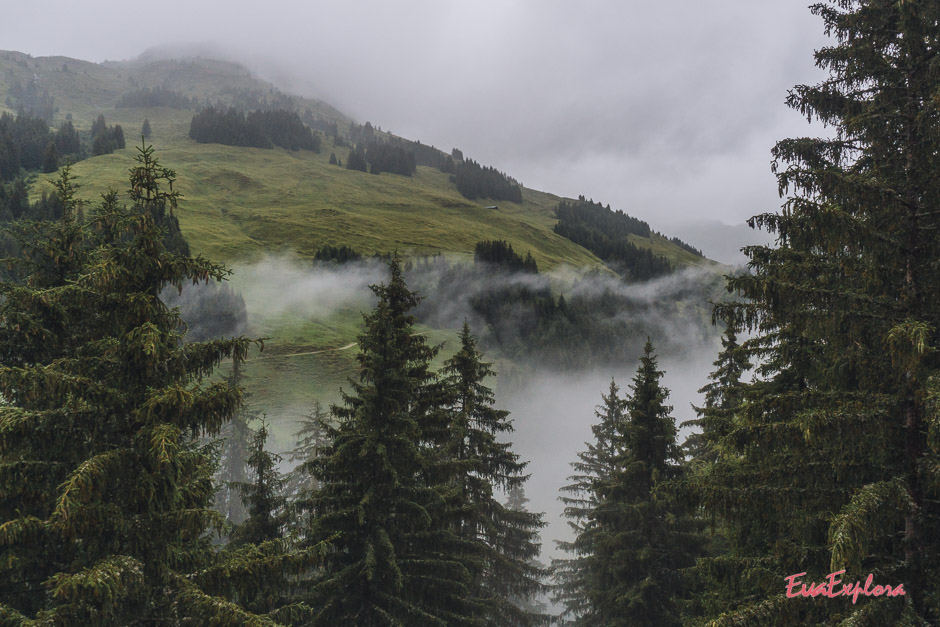 Baumgipfelwanderwerg Saalbach-Hinterglemm