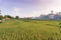 zwischen Tourismus und Idylle Reisfelder in Canggu