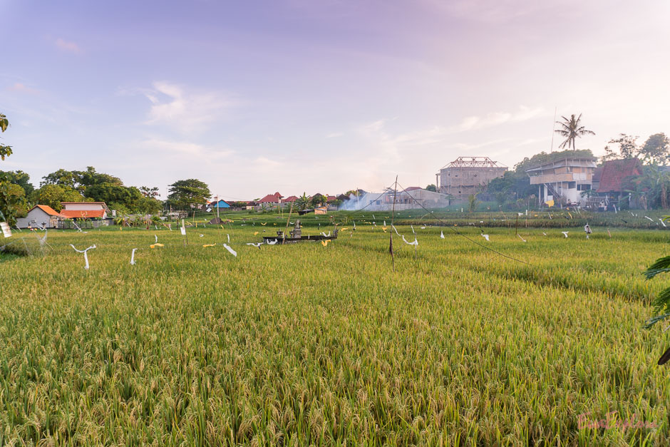 Reisfelder in Canggu