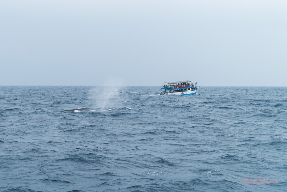 Wann sieht man Blauwale in Sri Lanka?