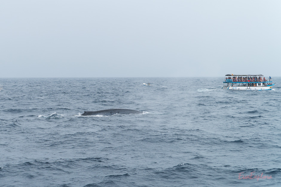 Wale beobachten in SriLanka