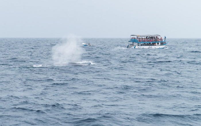 Whale Watching Sri Lanka