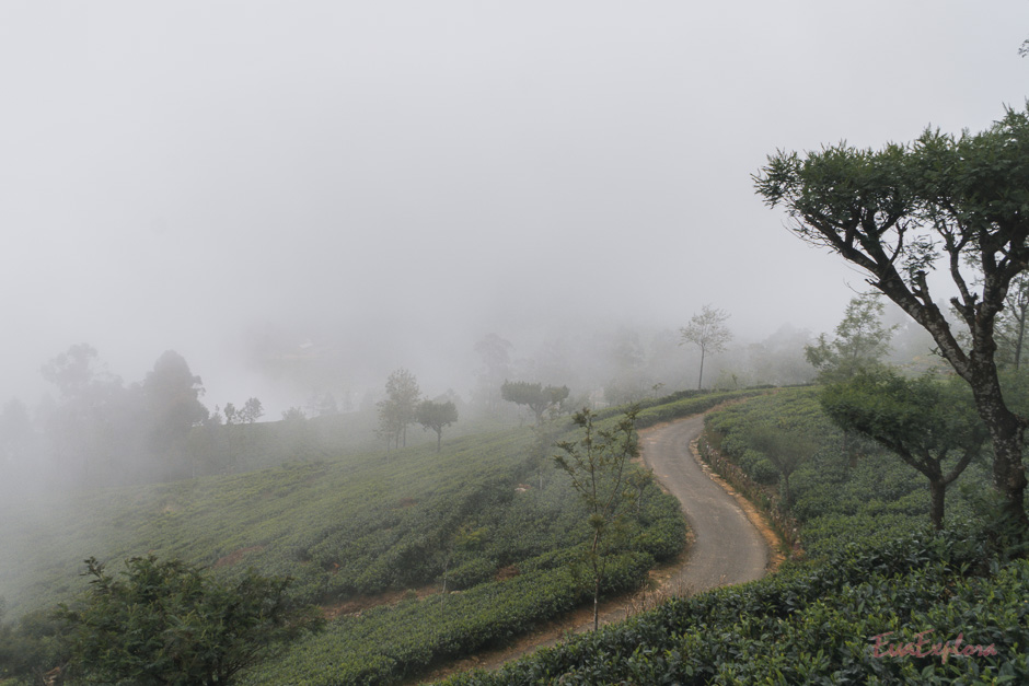 Nebel in Haputale