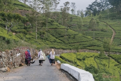 Lipton Seat SriLanka Frauen in Teeplantagen