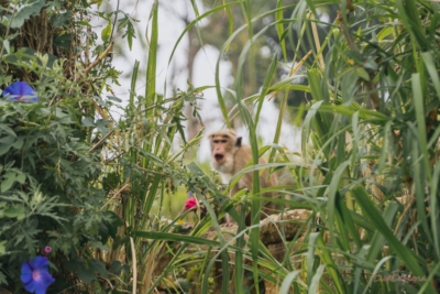 Spaziergang durch Teeplantagen Affe auf Sri Lanka