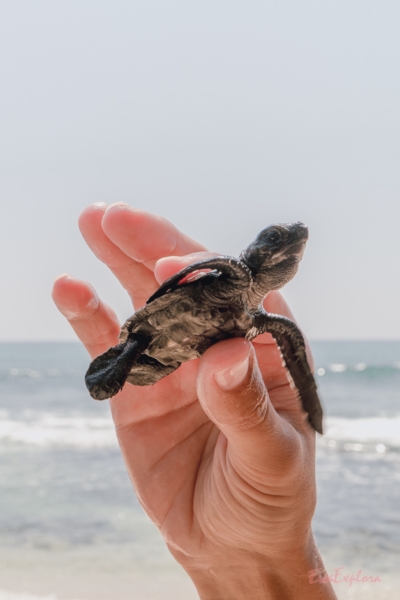 Unawatuna Beach Babyschildkroete Sri Lanka