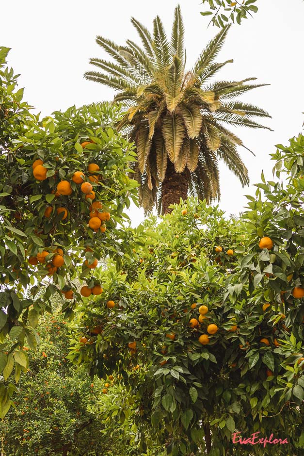 Orangenbaeume in Marrakesch