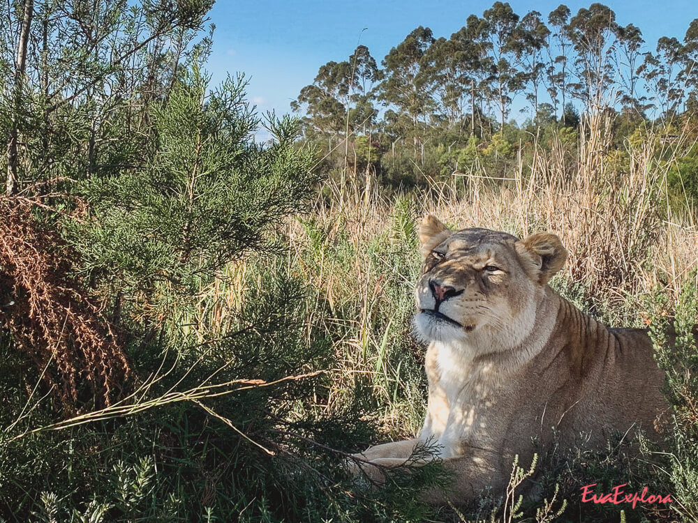 wilde Tiere Suedafrika