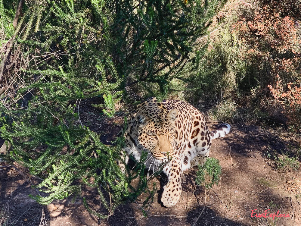 wilde Tiere Suedafrika