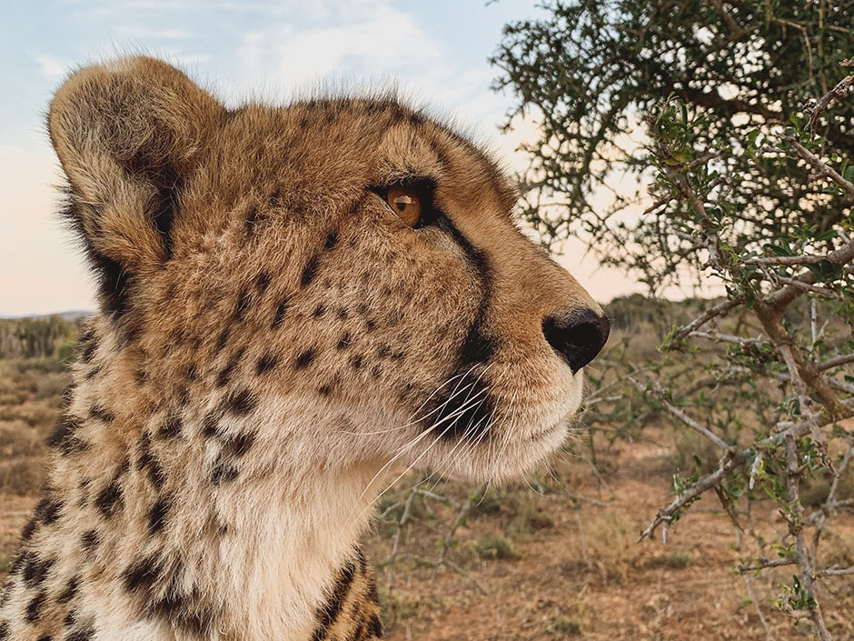 Gepard Suedafrika
