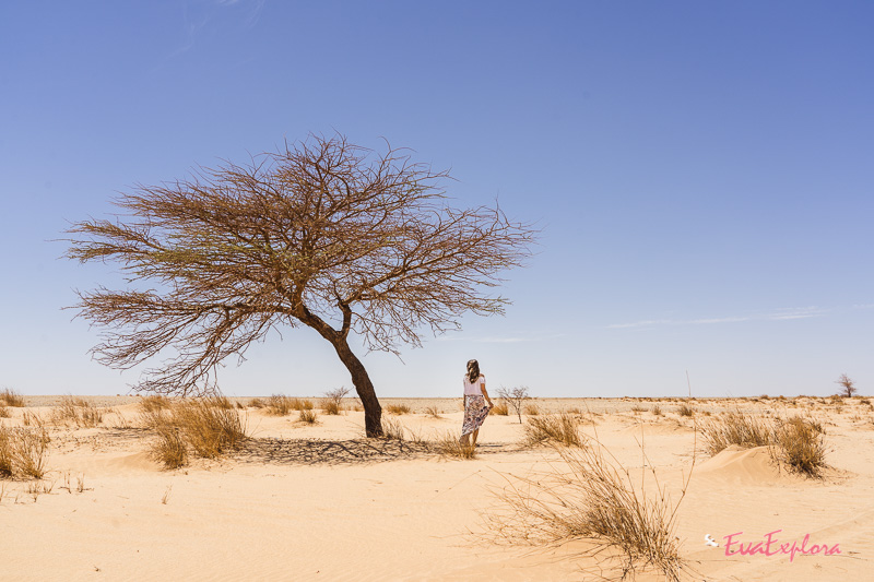 reisen in mauretanien