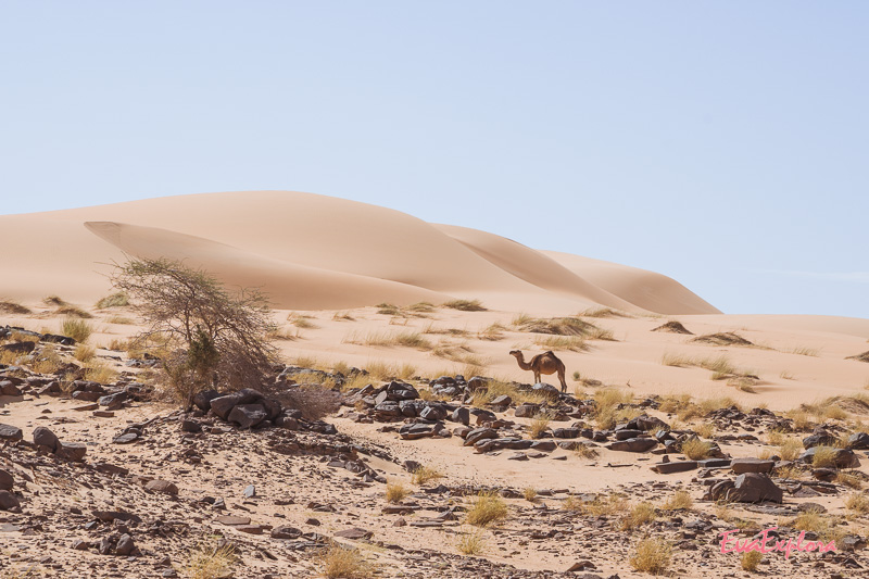 Dromedar Sahara